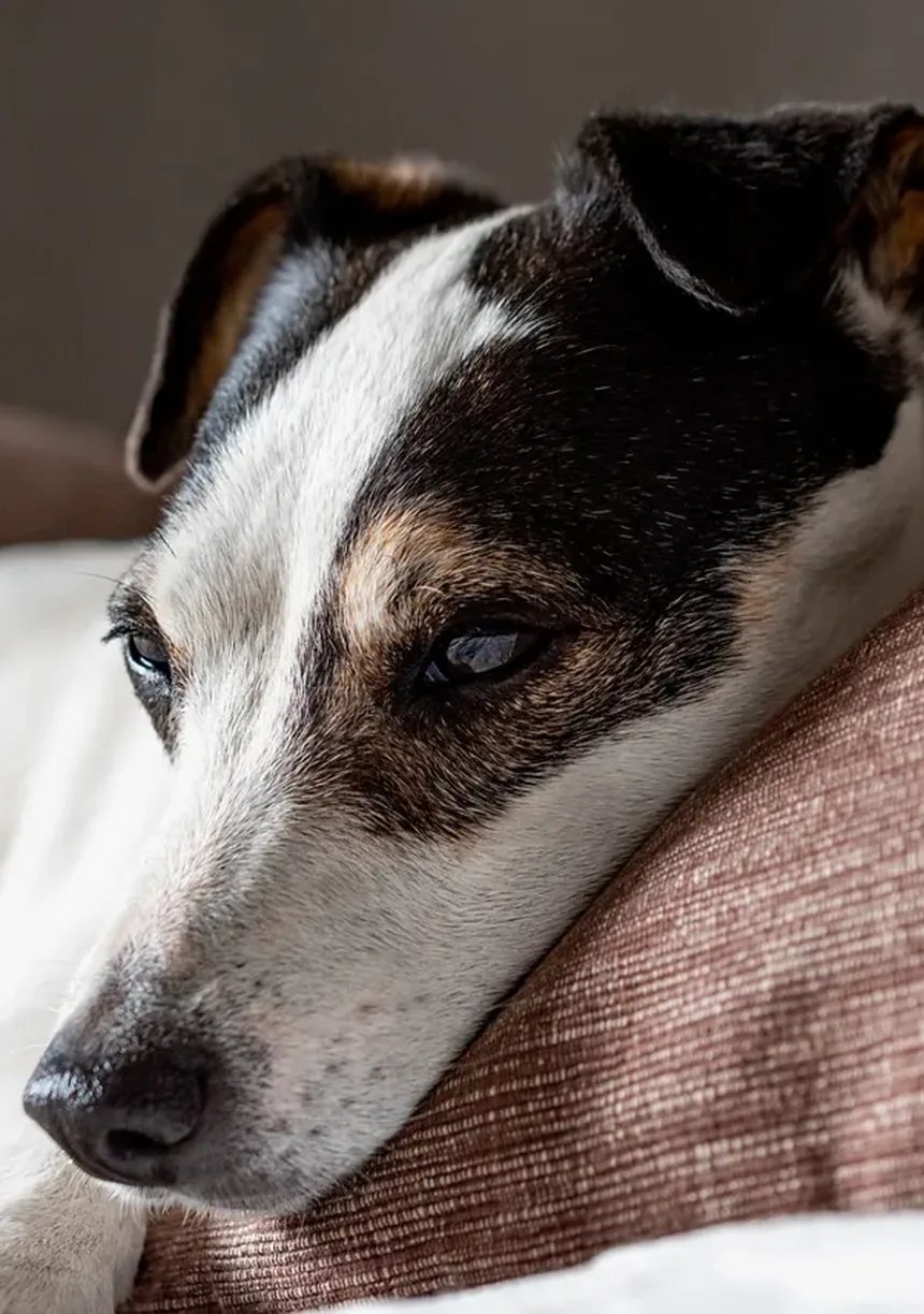 Alergia à Saliva de Cão: Sintomas e Como Viver com Seu Pet