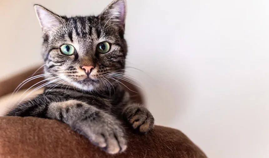 Alopecia em Gatos: Causas, Sintomas e Como Tratar a Queda de Pelo