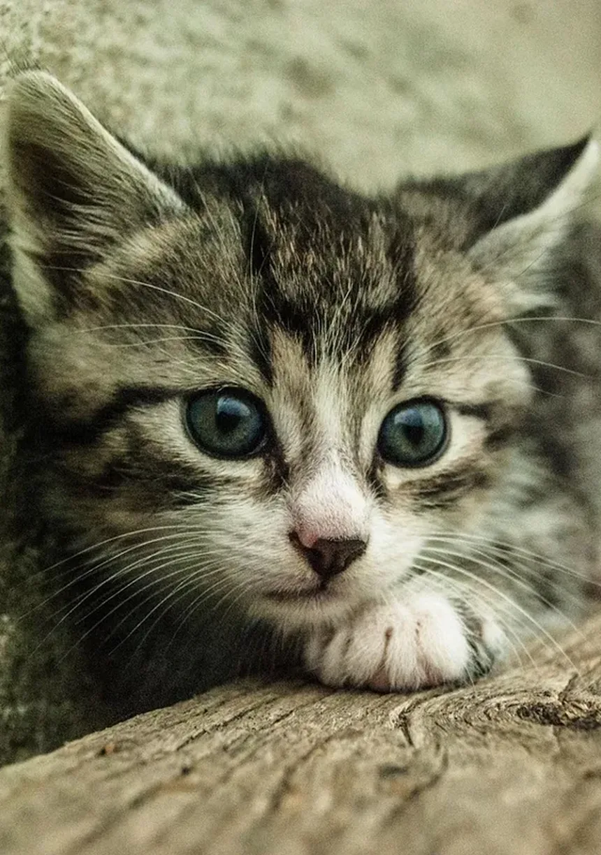 Animais na Sala de Aula: 5 Benefícios Incríveis para o Aprendizado