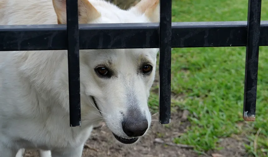 Os Cães Podem Ter Melhores Amigos? Descubra os Sinais!