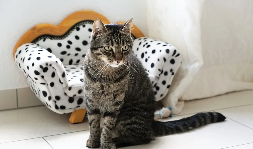 Seu Gato Está Lambendo Demais? Descubra as Causas e Soluções!