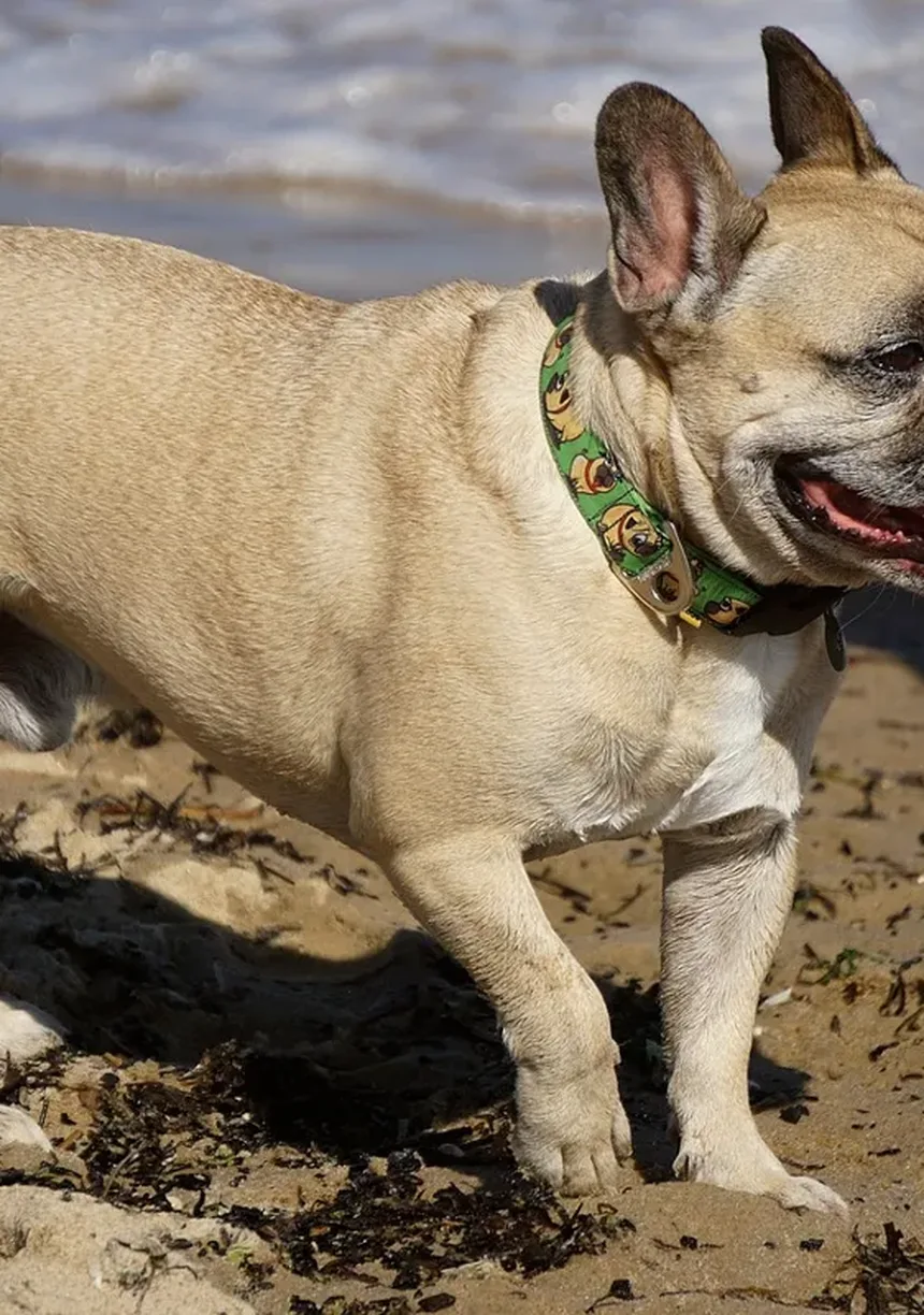 Distemper em Furões: Sintomas, Tratamento e Como Proteger Seu Animal de Estimação