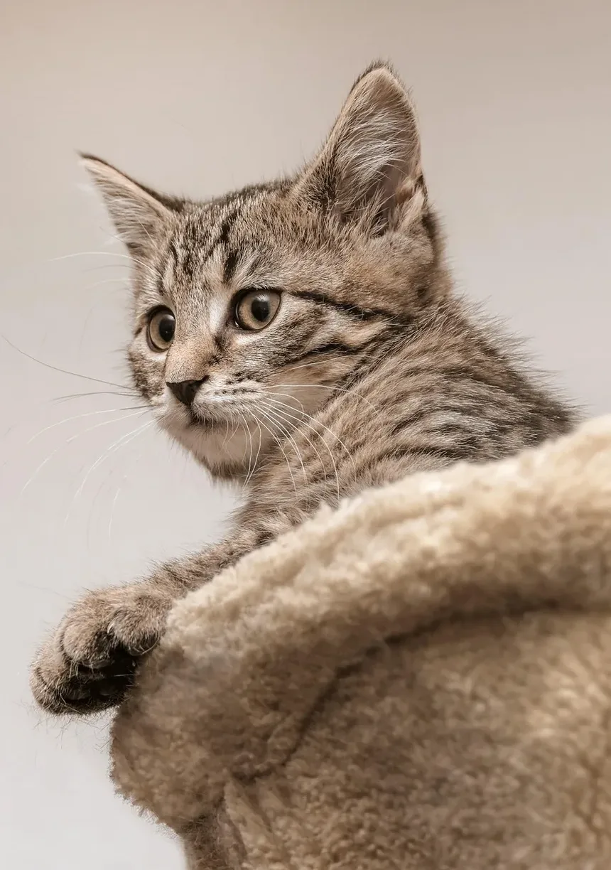 Os Gatos Sentem Vergonha? Descubra a Verdade por Trás Comportamentos