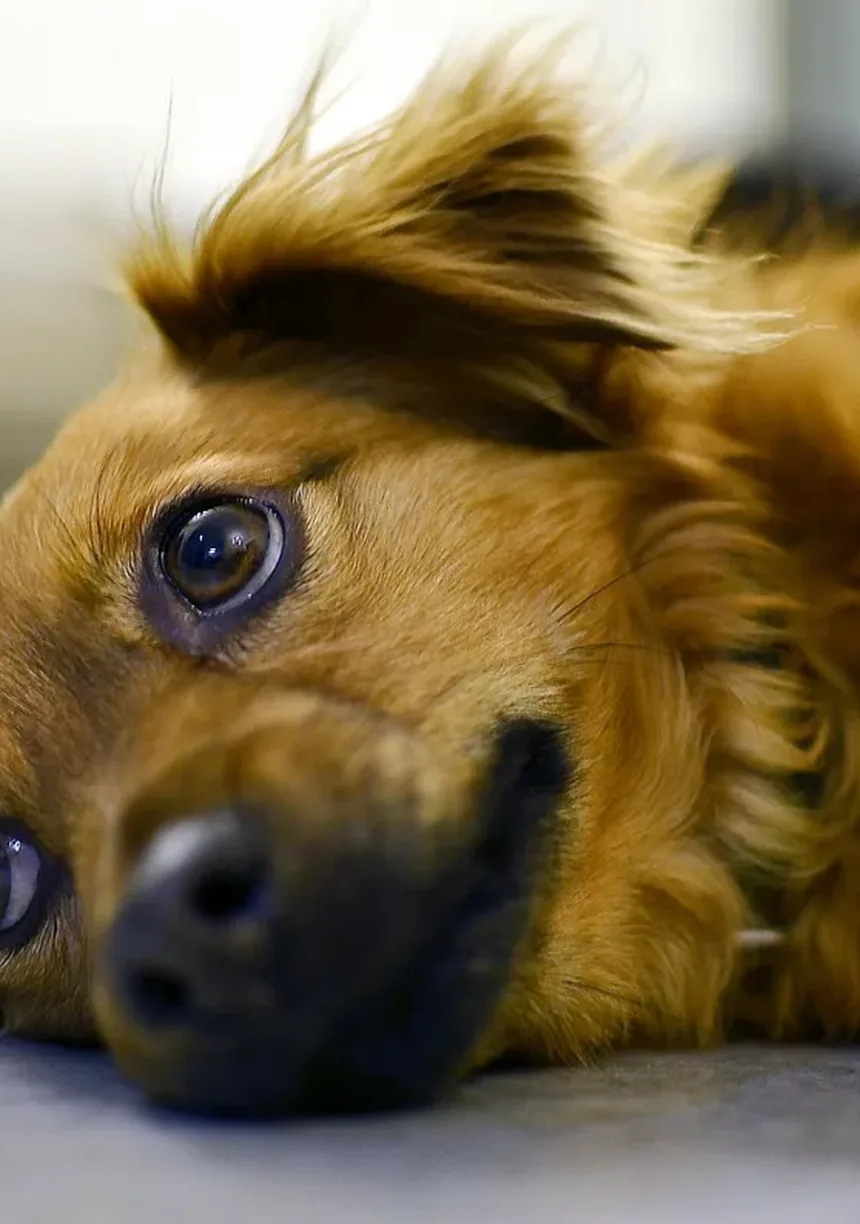 Os Cães Sentem Vergonha? Descubra a Verdade Sobre as Emoções Caninas!