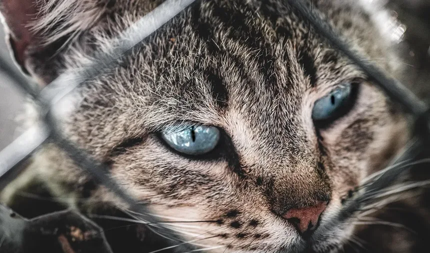 Vermes do Coração em Gatos: Sintomas, Tratamento e Como Prevenir