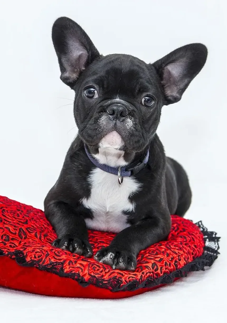 Quantas Palavras Seu Cão Realmente Entende? Descubra Agora!