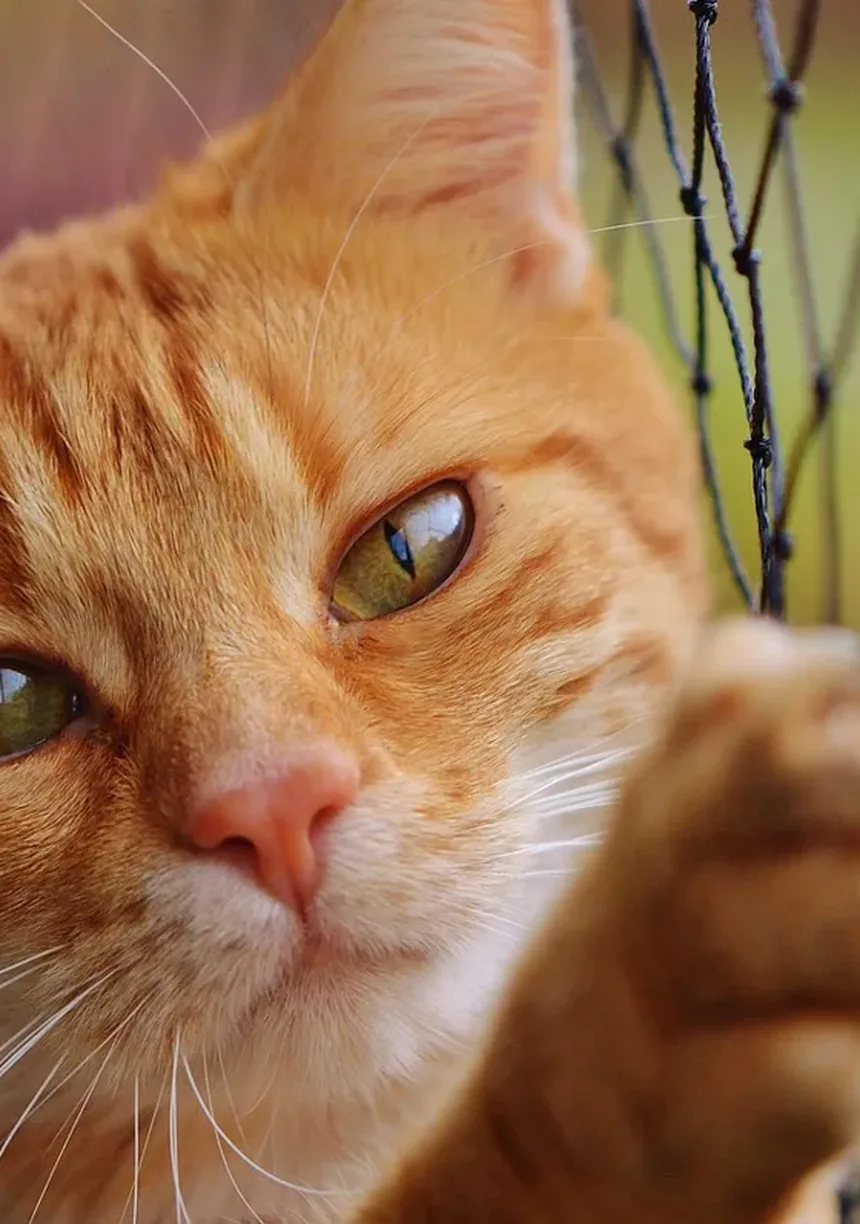 Como Identificar se Seu Gato Está com Dor