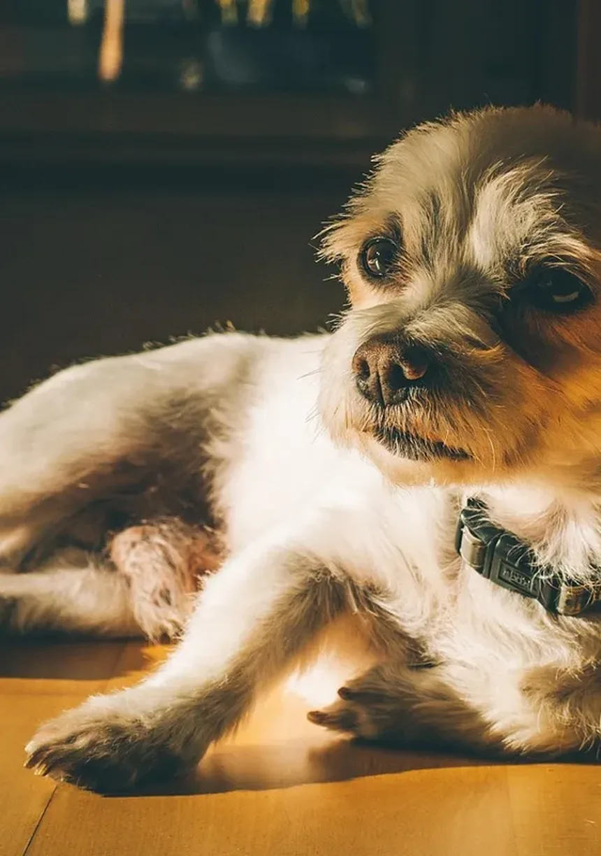 Como Parar o Latido do Cachorro à Noite
