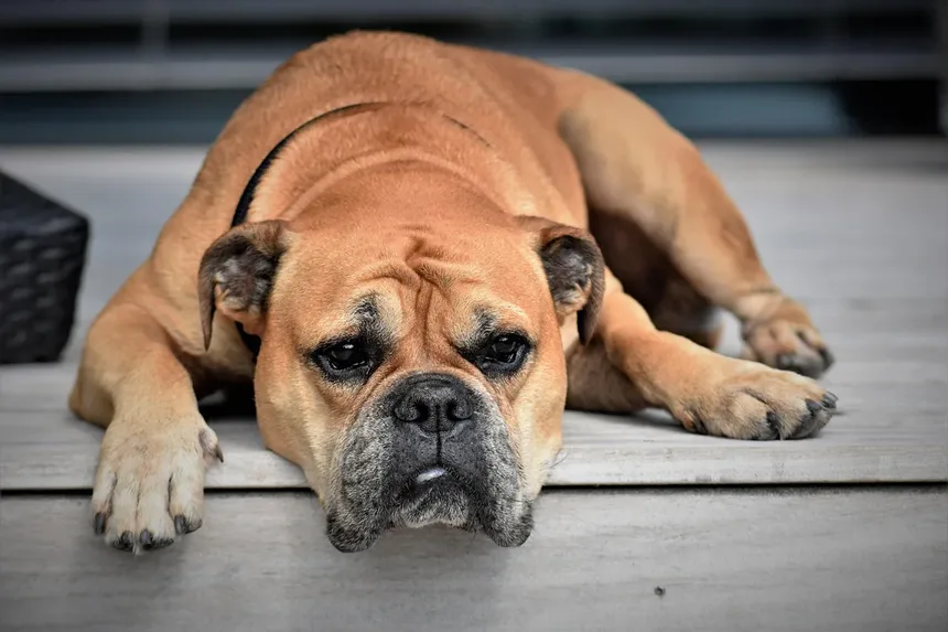 Mirtazapina para Cães: Como Funciona e Quando Usar