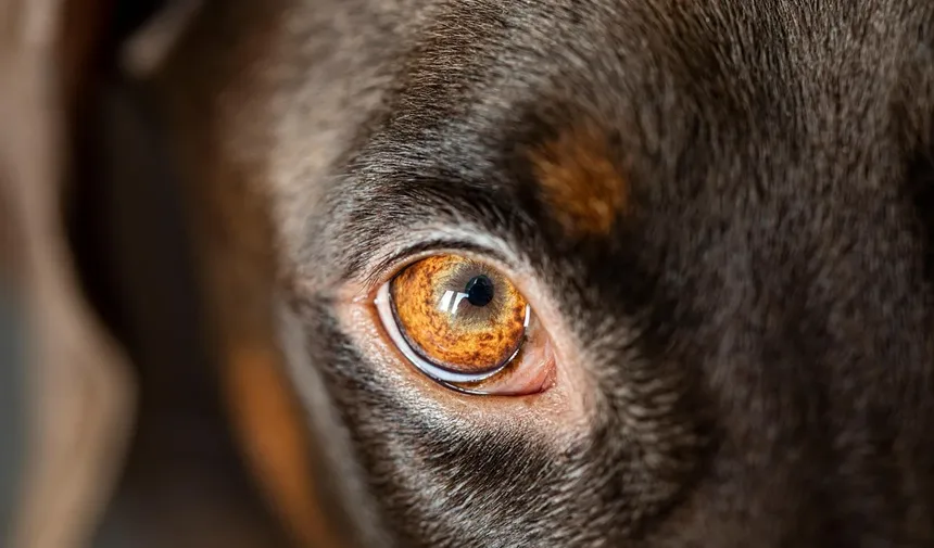 Gerenciamento da Dor em Cães e Gatos: Um Guia Abrangente