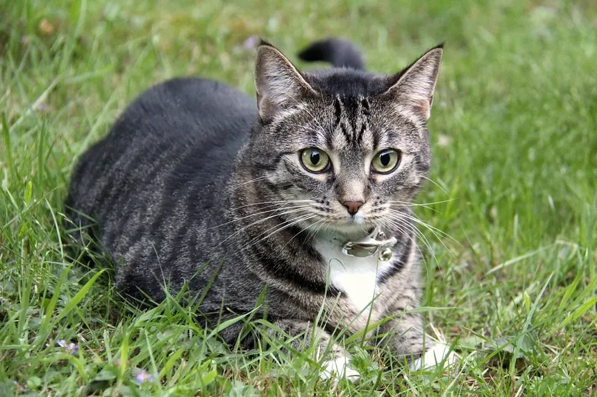 Praziquantel para Cães e Gatos: Como Funciona e Quando Usar?