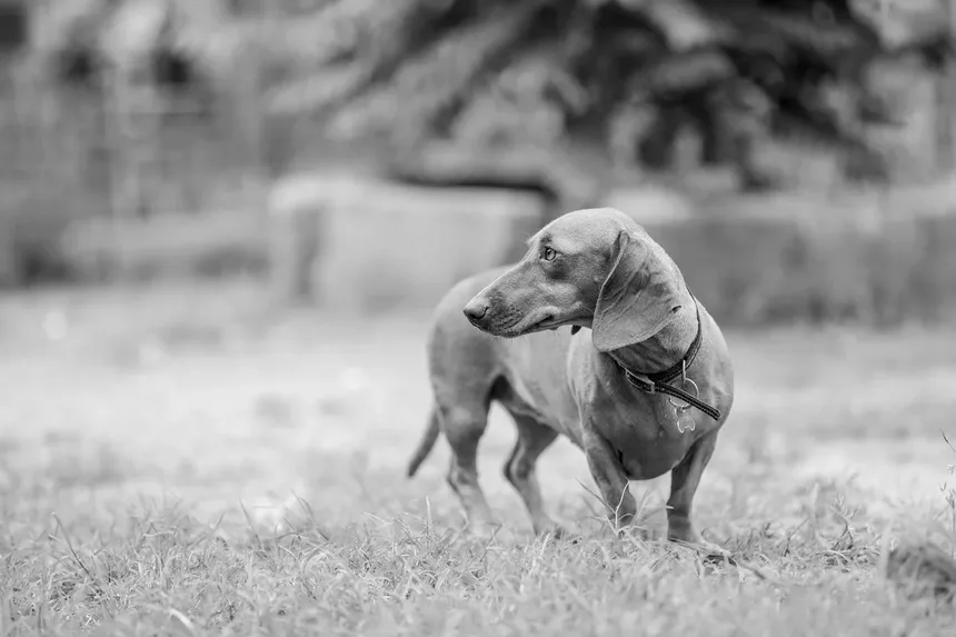 Hipertensão Pulmonar em Cães: Sintomas, Tratamento e Como Cuidar