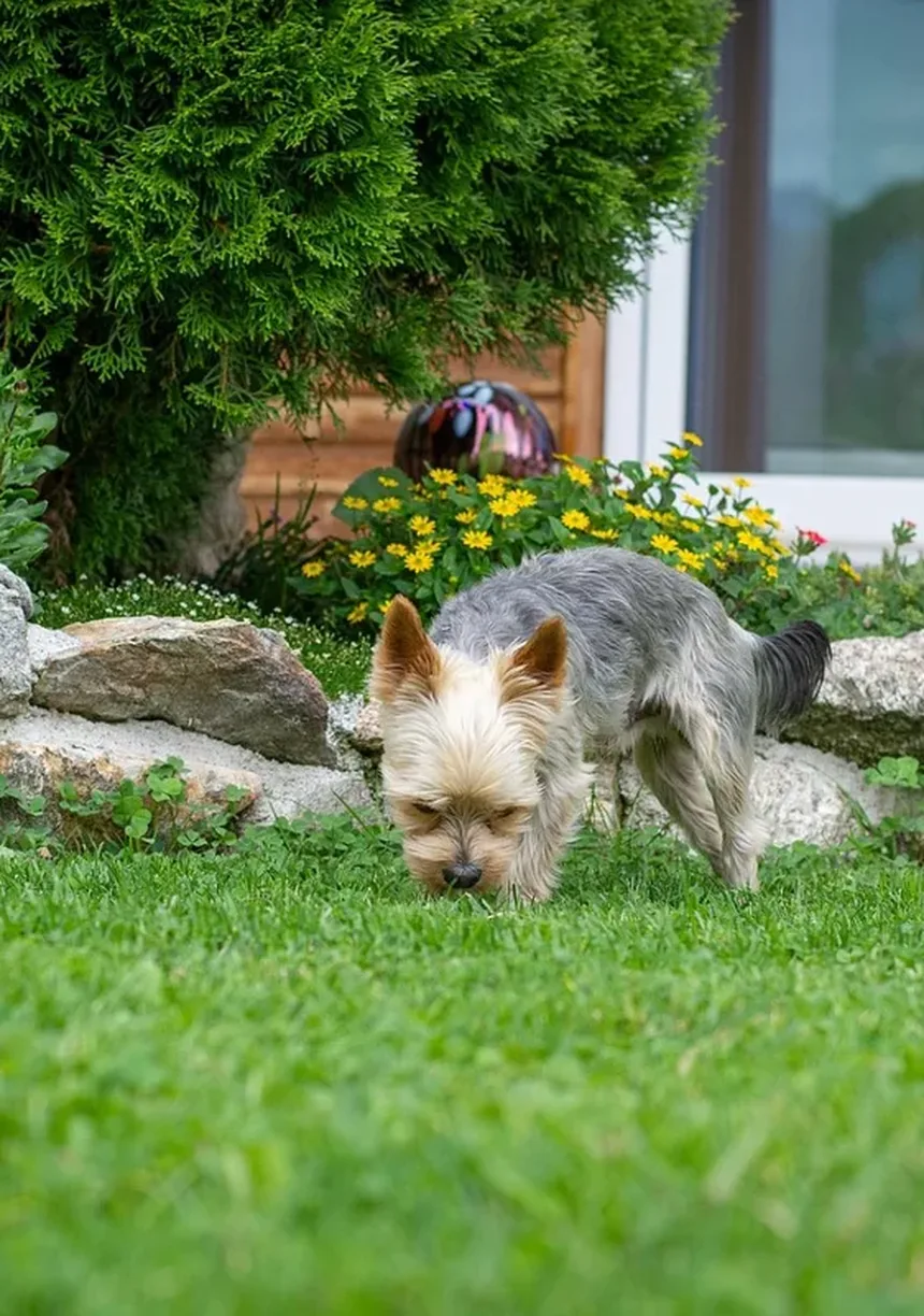 Suplementos para Cães: Quando São Necessários e Como Escolher os Melhores
