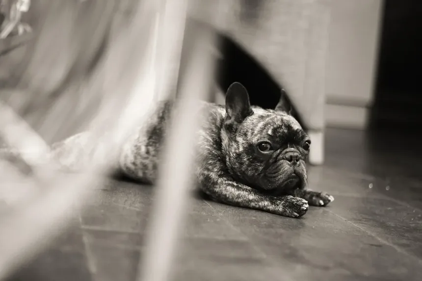 Síndrome do Tremelique em Cães: Tudo o que Você Precisa Saber