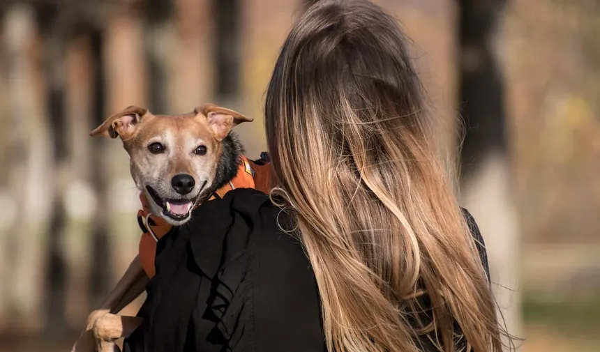 Zonisamida para Cães: Tudo o Que Você Precisa Saber