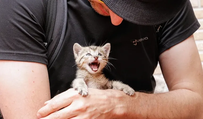 Cronograma de Vacinação para Gatos Adultos: Um Guia Completo