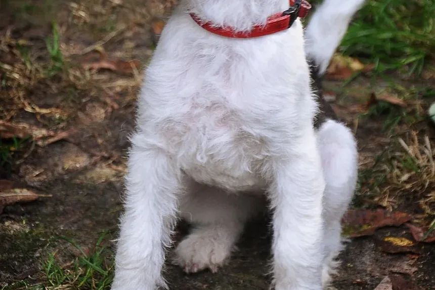 Primeiros Socorros de Emergência para Cães: Um Guia Abrangente para Proprietários de Animais de Estimação
