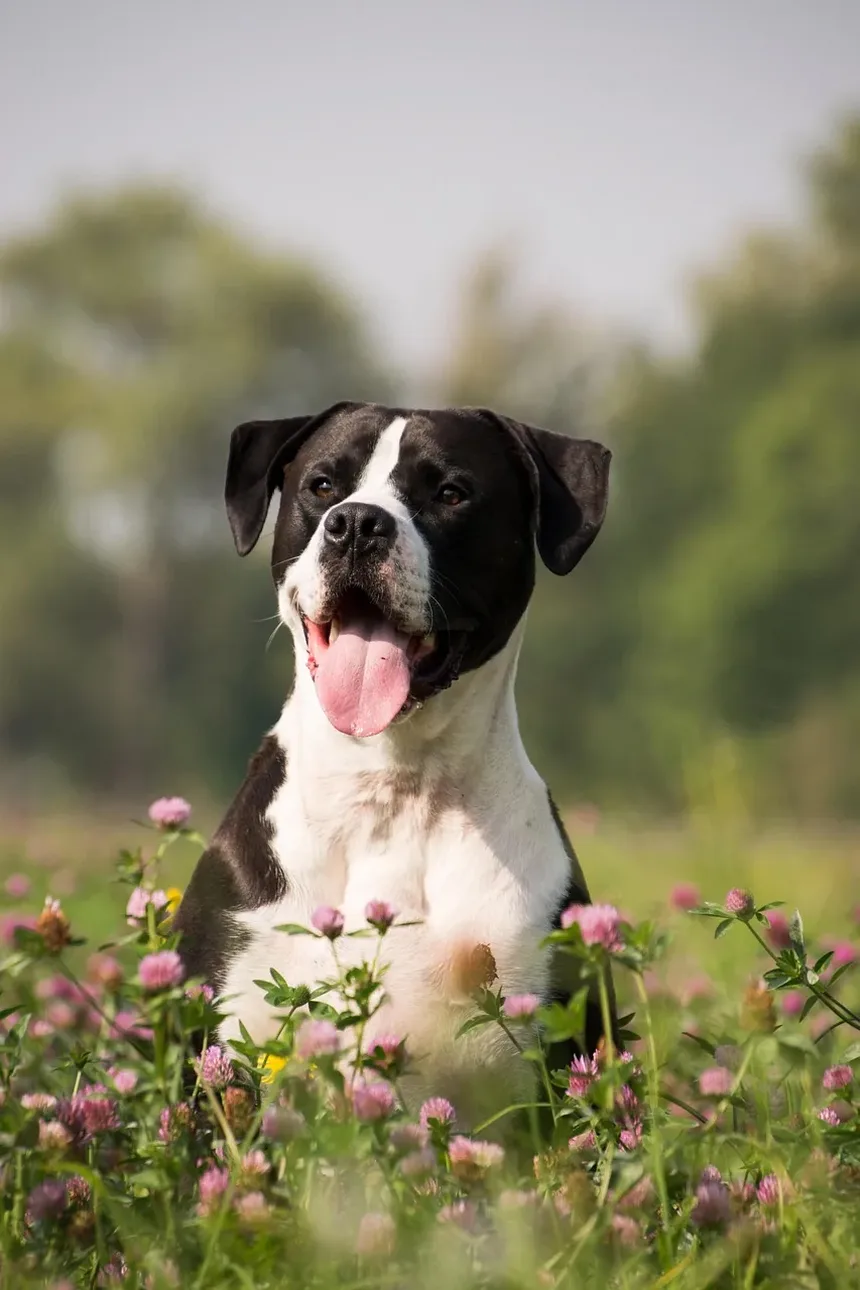 Como Prevenir Doenças em Cães: Dicas Essenciais para Proprietários de Animais de Estimação