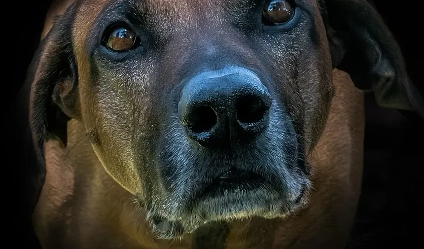 Como Prevenir Doenças em Cães: Dicas Essenciais para Proprietários de Animais de Estimação