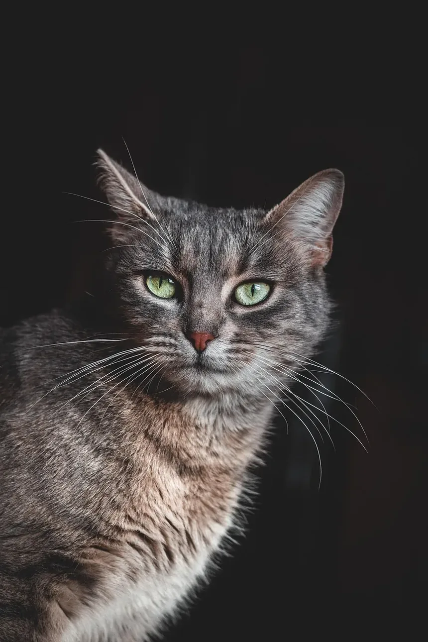 Como Treinar um Gato a Usar a Caixa de Areia