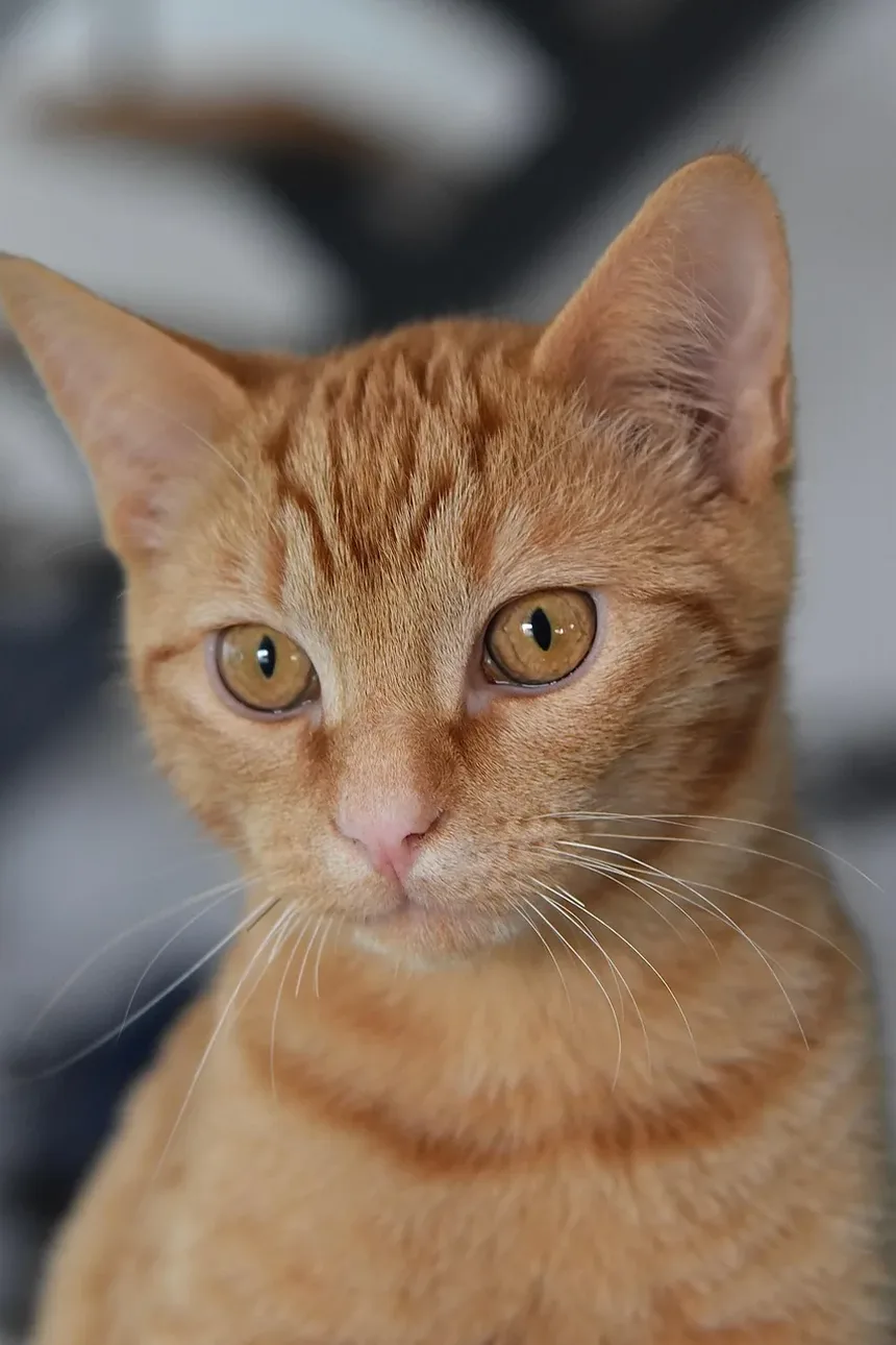 Sinais de Doença nos Olhos dos Gatos: O Que Todo Dono de Gato Deve Saber