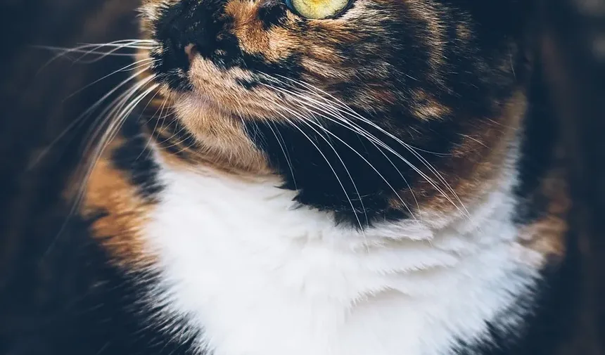 Sinais de Doença nos Olhos dos Gatos: O Que Todo Dono de Gato Deve Saber